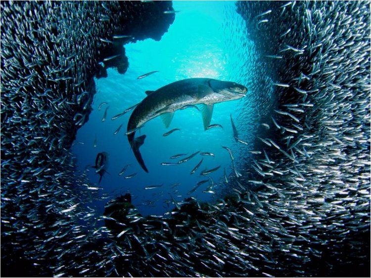 Лучшие фото National Geographic