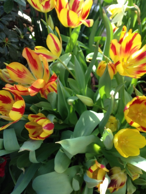 Прогулка Эмили в аптекарском огороде. H. Maciak | Бэйбики Прогулка Эмили в аптекарском огороде. H. Maciak