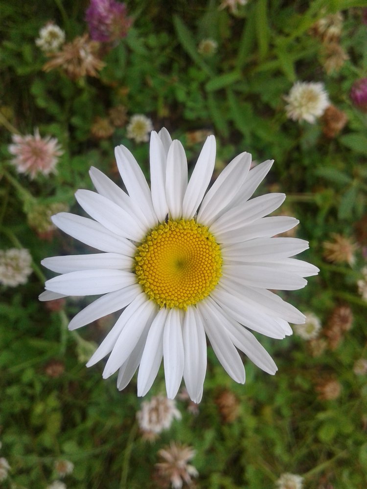 Псков: из лета в лето. Прогулки по городу и куклы