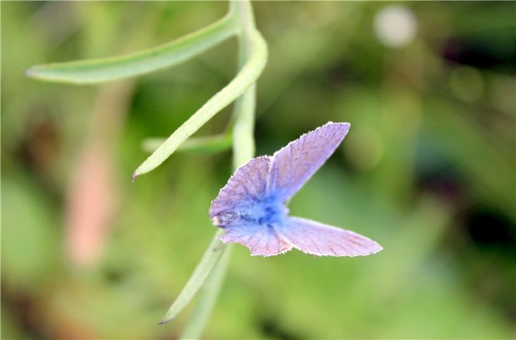 Просто Соня. Уникальные куклы от Сильвии Наттерер | Бэйбики Просто Соня. Уникальные куклы от Сильвии Наттерер