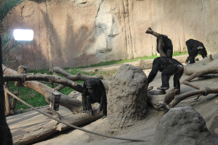 По Германии: зоопарк Лейпцига, часть 1