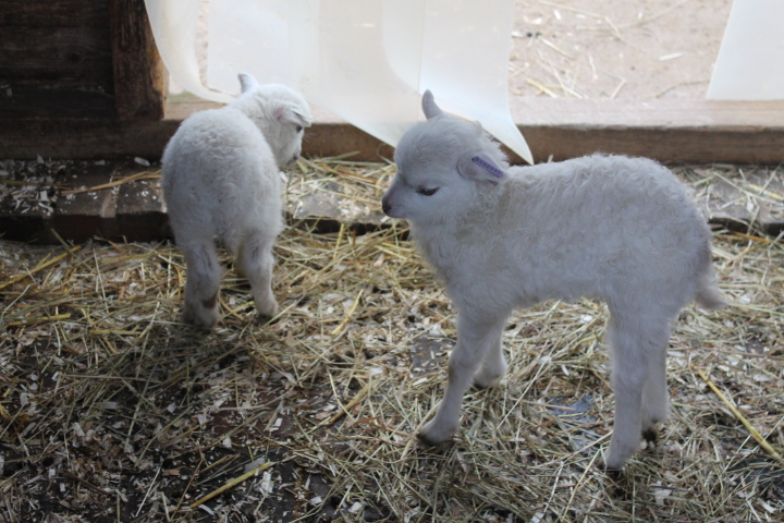 По Германии: зоопарк Лейпцига, часть 2