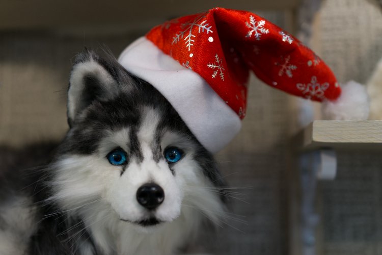 Выставка мишек Тедди "Hello Teddy" 2017 на Тишинке