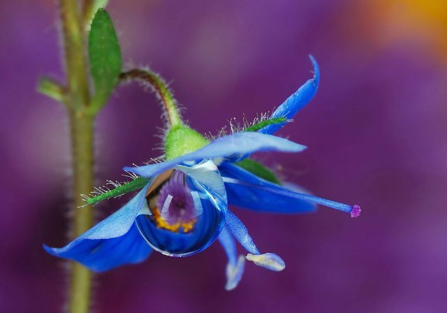 Капелька :) — Интересное и необычное: фотоподборки (фото 2)