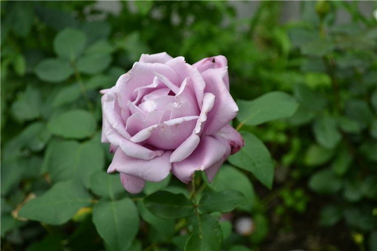 Не думала, не гадала — Куклы Iplehouse (Иплхаус): BJD (БЖД) (фото 6)