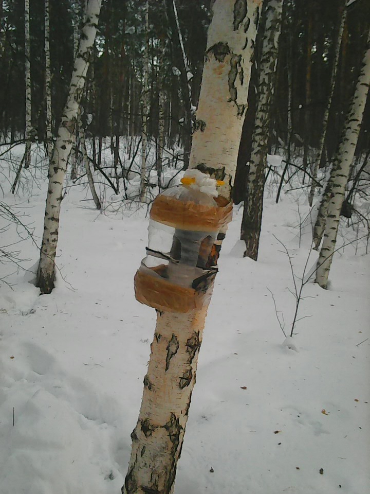 Интересное наблюдение за птицами у кормушки