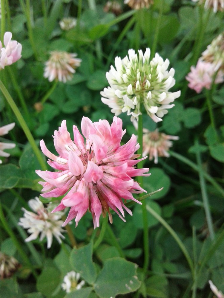 Псков: из лета в лето. Прогулки по городу и куклы