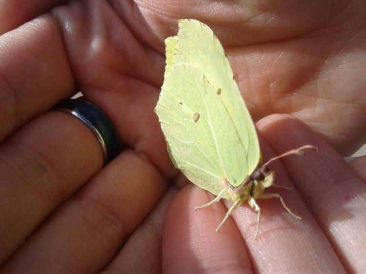 Псков: из лета в лето. Прогулки по городу и куклы