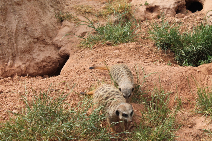 По Германии: зоопарк Лейпцига, часть 3