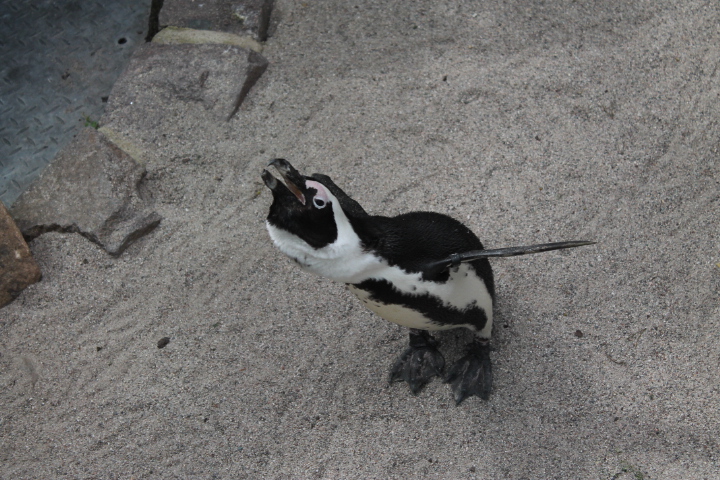 По Германии: зоопарк Лейпцига, часть 1