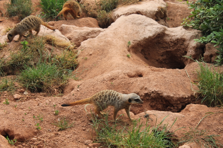 По Германии: зоопарк Лейпцига, часть 3