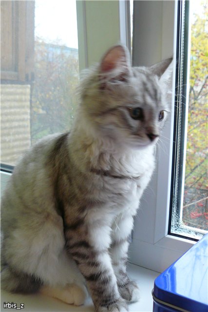 О чем шептала кошка или наши переодевалочки. PukiFee Ante Ариэтти, PukiFee Bonnie Ариэль (фото 3)