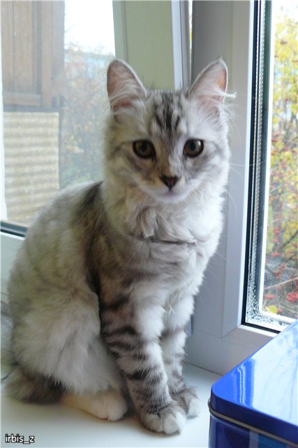 О чем шептала кошка или наши переодевалочки. PukiFee Ante Ариэтти, PukiFee Bonnie Ариэль (фото 2)