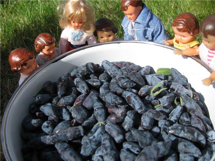 Любите ли вы жимолость как любят ее мои пупсики (фото 7)