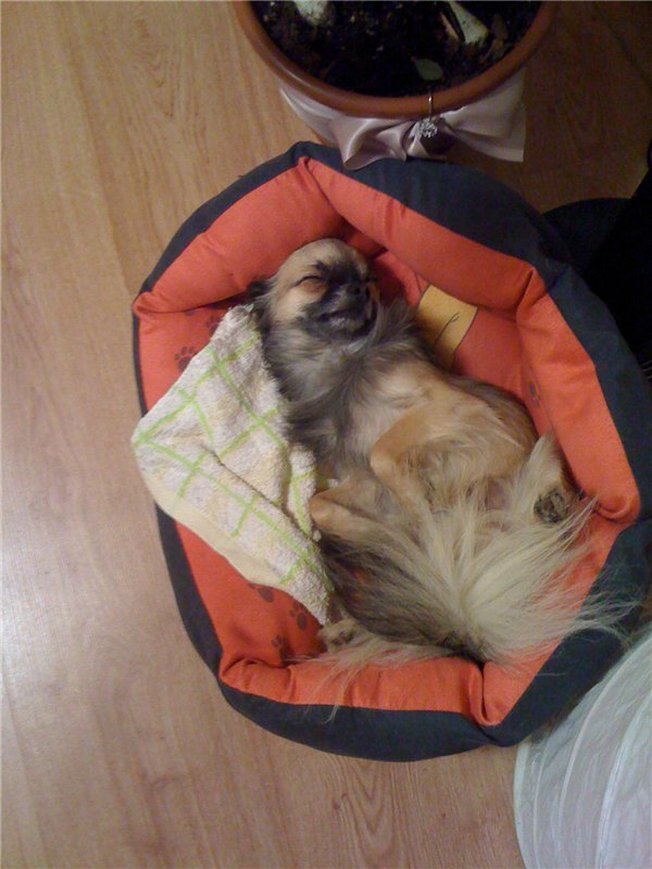 Учимся крепко спать — Болталка и разговоры обо всем: жизнь (фото 10)