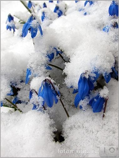 В душе моей Весна! Как наша Паолочка повзрослела (фото 2)