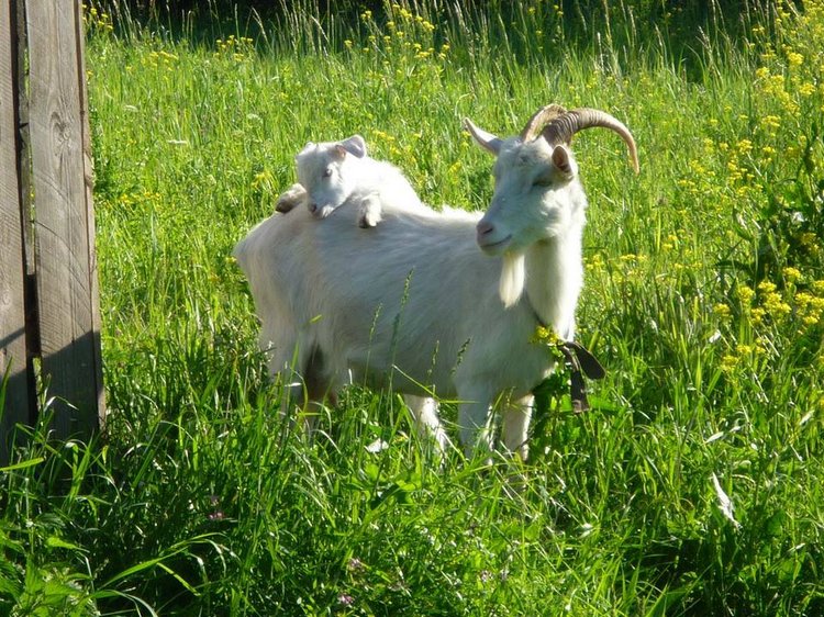 Улыбнется девочка, подмигнет слегка ... кудри ярко-рыжие ручкой теребя