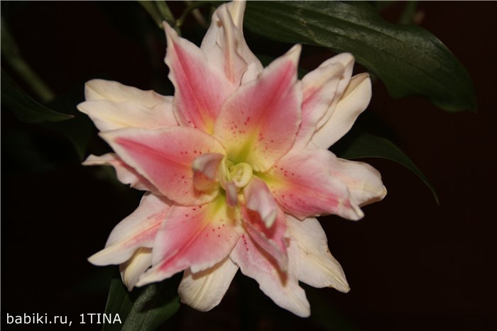 Лилии и Яни от Kaye Wiggs (фото 6)