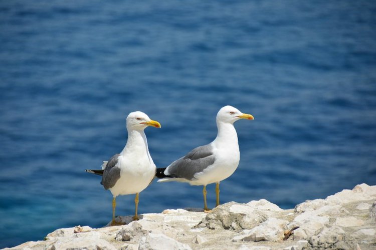 Ницца, Марсель, море и горы