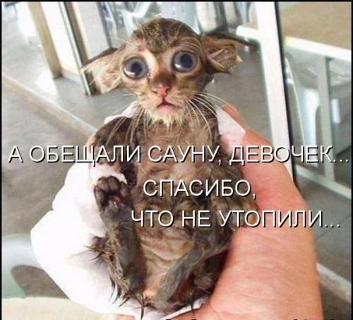 Кошачий позитив — Интересное и необычное: фотоподборки