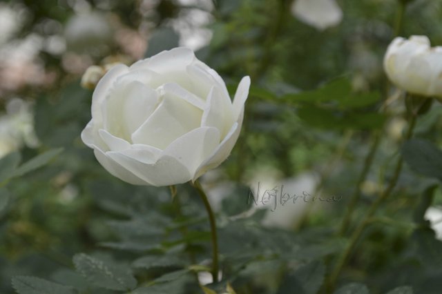 Яркие краски. Вихтели Rosemarie Anna Muller