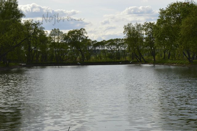 Яркие краски. Вихтели Rosemarie Anna Muller