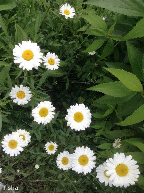 Малышки Шарнирочки из СССР, Кирово - Чепецкая фабрика