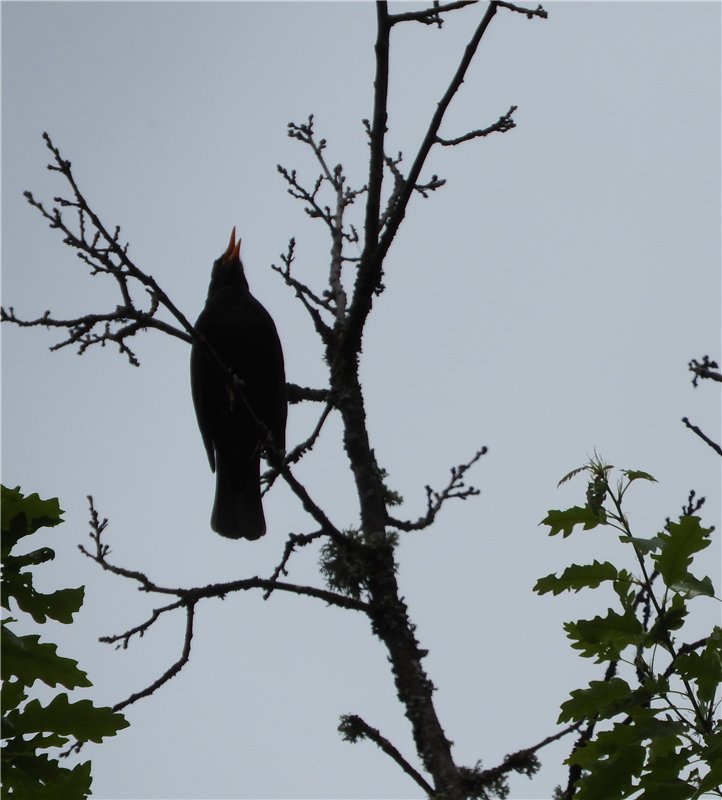 Любителям маленьких кукол