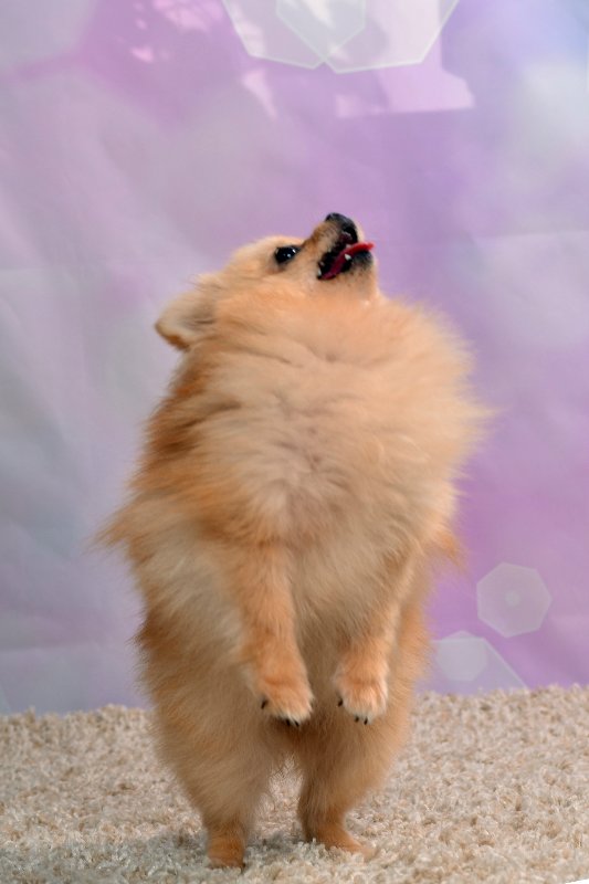 Фотосессия кукол — Домашние коллекции кукол: фото собраний