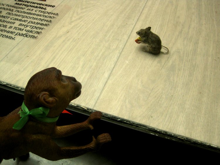 День в музее. Анжела в Государственном Дарвиновском музее