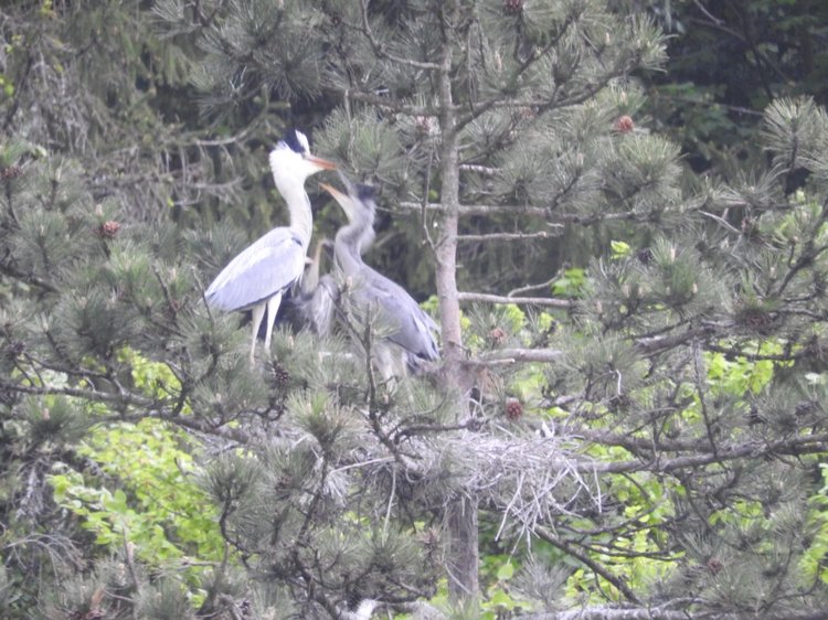 Любителям птиц. Серая цапля Словении