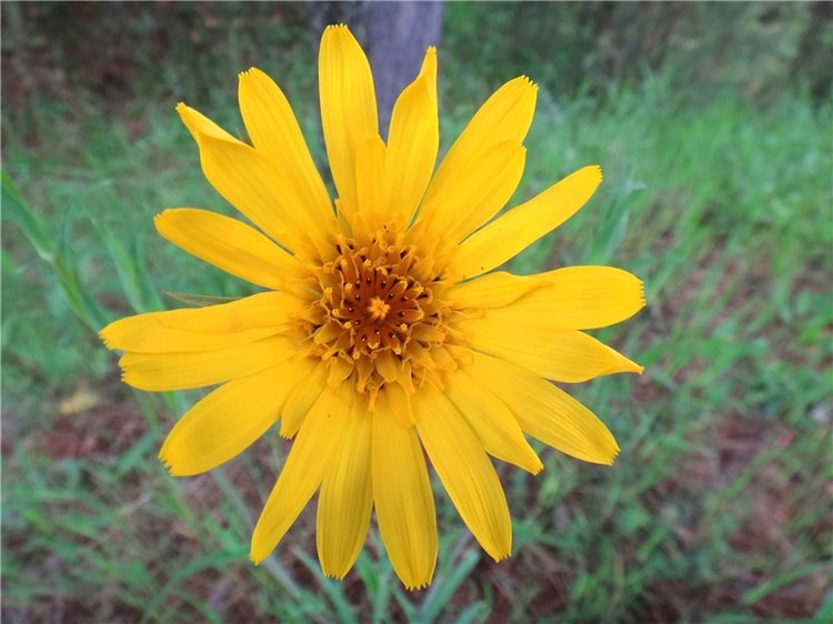 Китти и Гретхен на Орше — Куклы Gabriele Muller (Габриэле Мюллер): немецкий фарфор