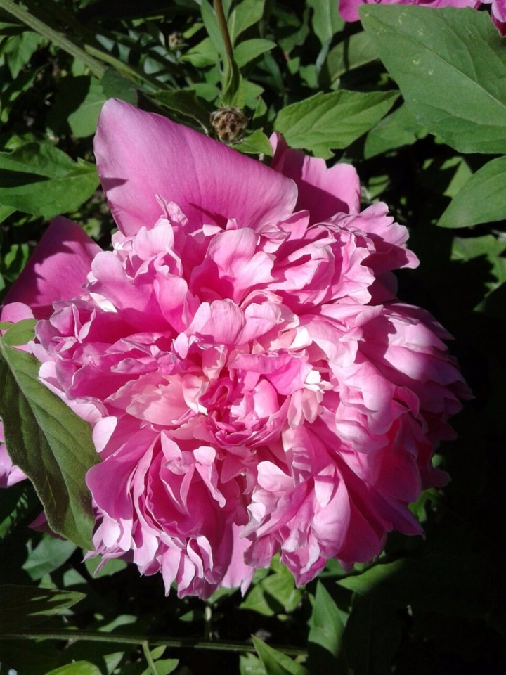 Природа Пскова: из весны в лето