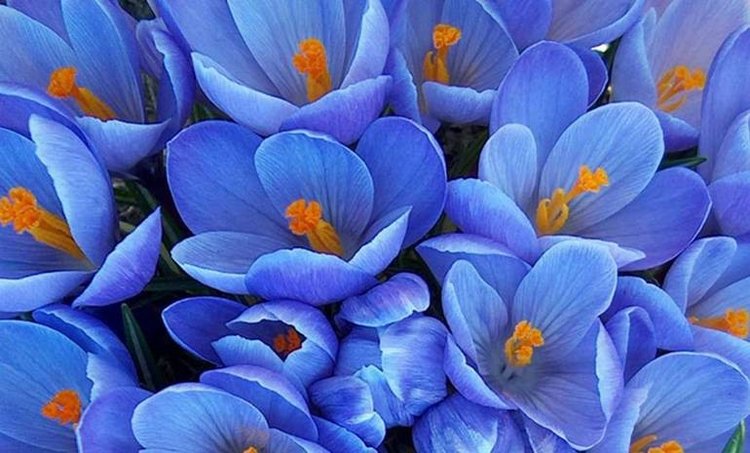 Сине-голубое настроение. Флора Helen Kish среди цветов в парке