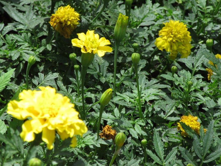 По дороге летним днём Магдалена шла с чепцом