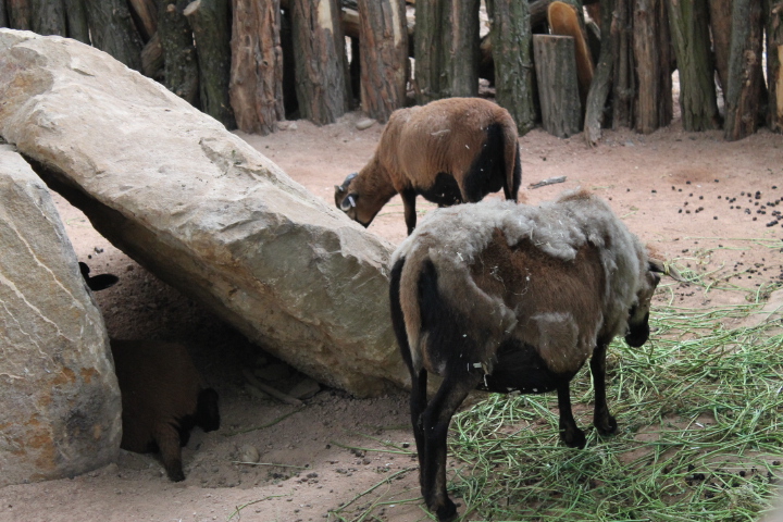 По Германии: зоопарк Лейпцига, часть 3