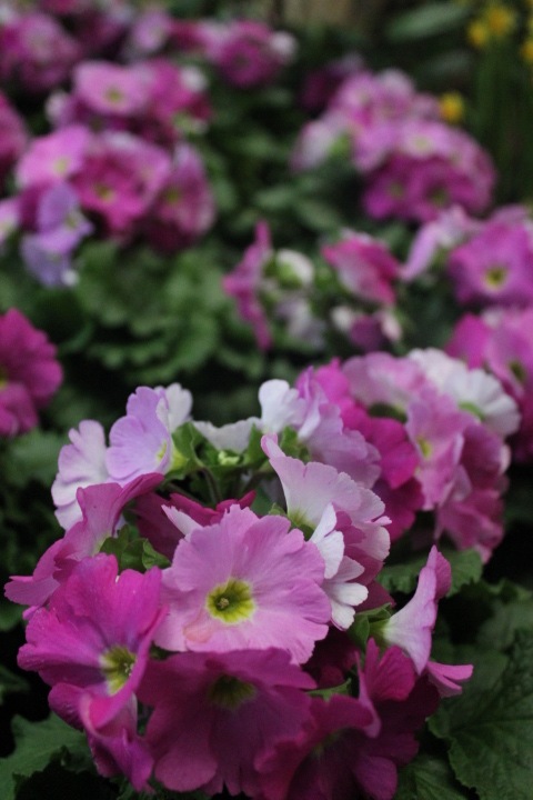 По Германии: весна в Лейпциге