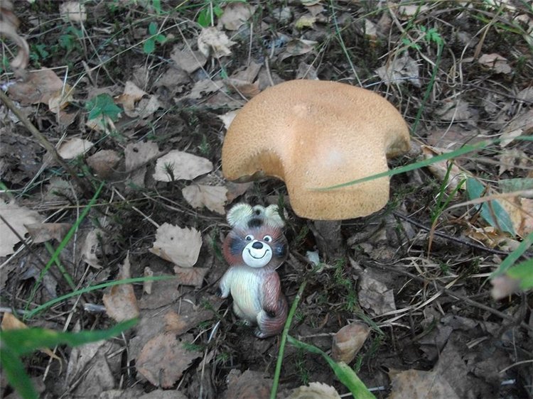 Миша-Мишанька-Моя любимая игрушка детства