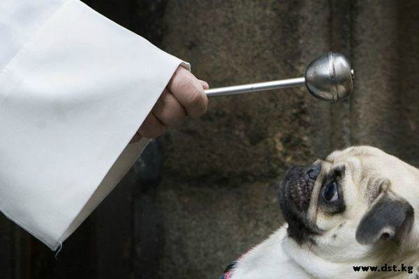 Мне вслед глядит душа кошачья... 4 октября - день памяти святого Франциска и Международный день животных