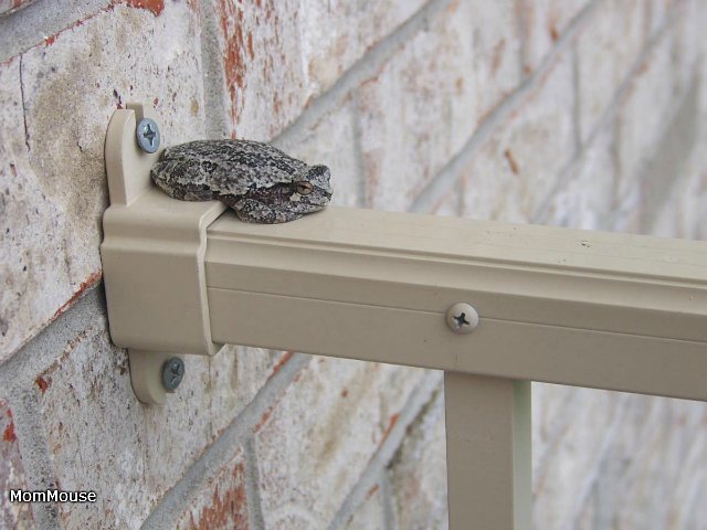 Новая семейка...или *Крошка на ладошке*-Агата(Realpuki Soso) (фото 6)