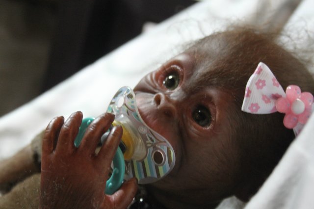 Бонька, обезьянка реборн Элины Кудрявцевой