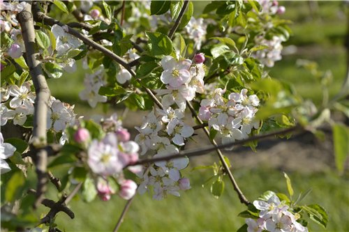 Весна пришла! Пальтишки для малышек (фото 5)