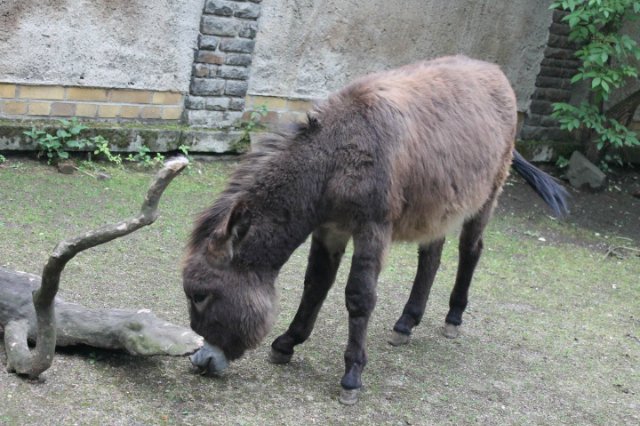 Раз, два, три, четыре, пять... Вышел ослик погулять | Бэйбики Раз, два, три, четыре, пять... Вышел ослик погулять