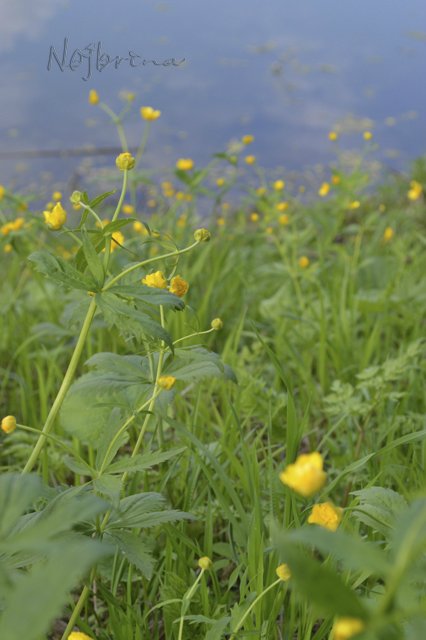 Яркие краски. Вихтели Rosemarie Anna Muller
