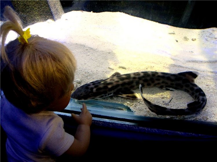 Лето. Солнце. Море. Всё смешалось - звери, куклы. Часть2 | Бэйбики Лето. Солнце. Море. Всё смешалось - звери, куклы. Часть2