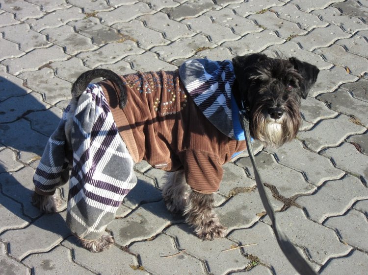 Утренняя прогулка в парке Горького с Соломоном и Анхен, или О сложностях гуляния с собакой и куклой одновременно (фото 2)