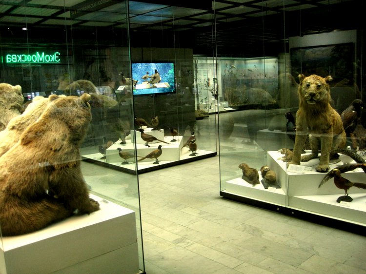 День в музее. Анжела в Государственном Дарвиновском музее