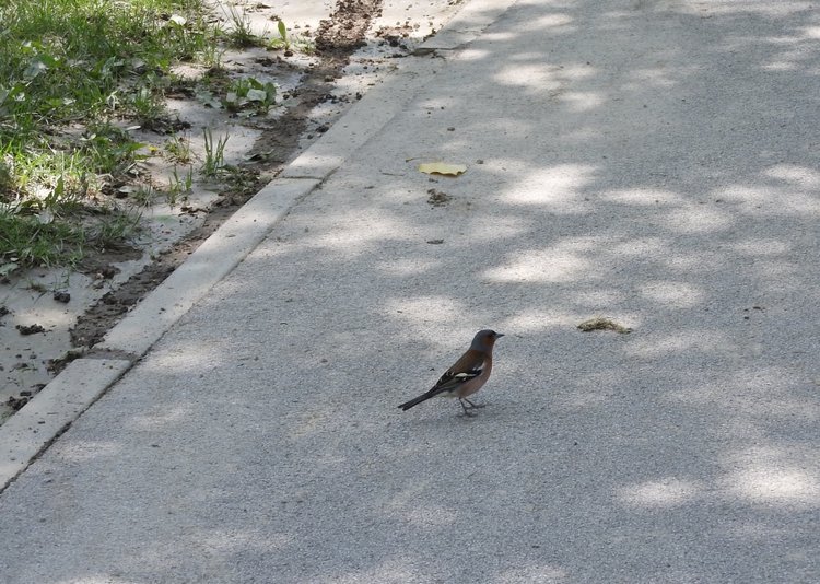 Словения, Светланка и маленький «герой» в одном ботинке