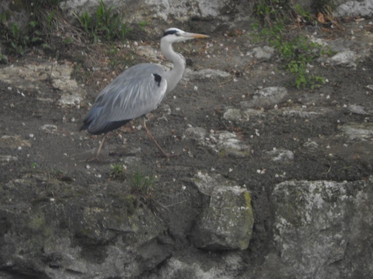 Любителям птиц. Серая цапля Словении