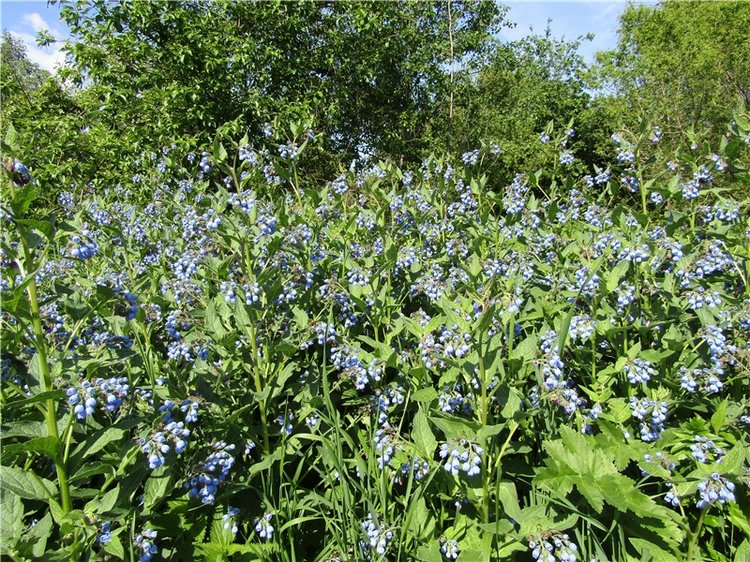 Бетси Robert Tonner. С красным бантом по зеленому лугу (фото 4)